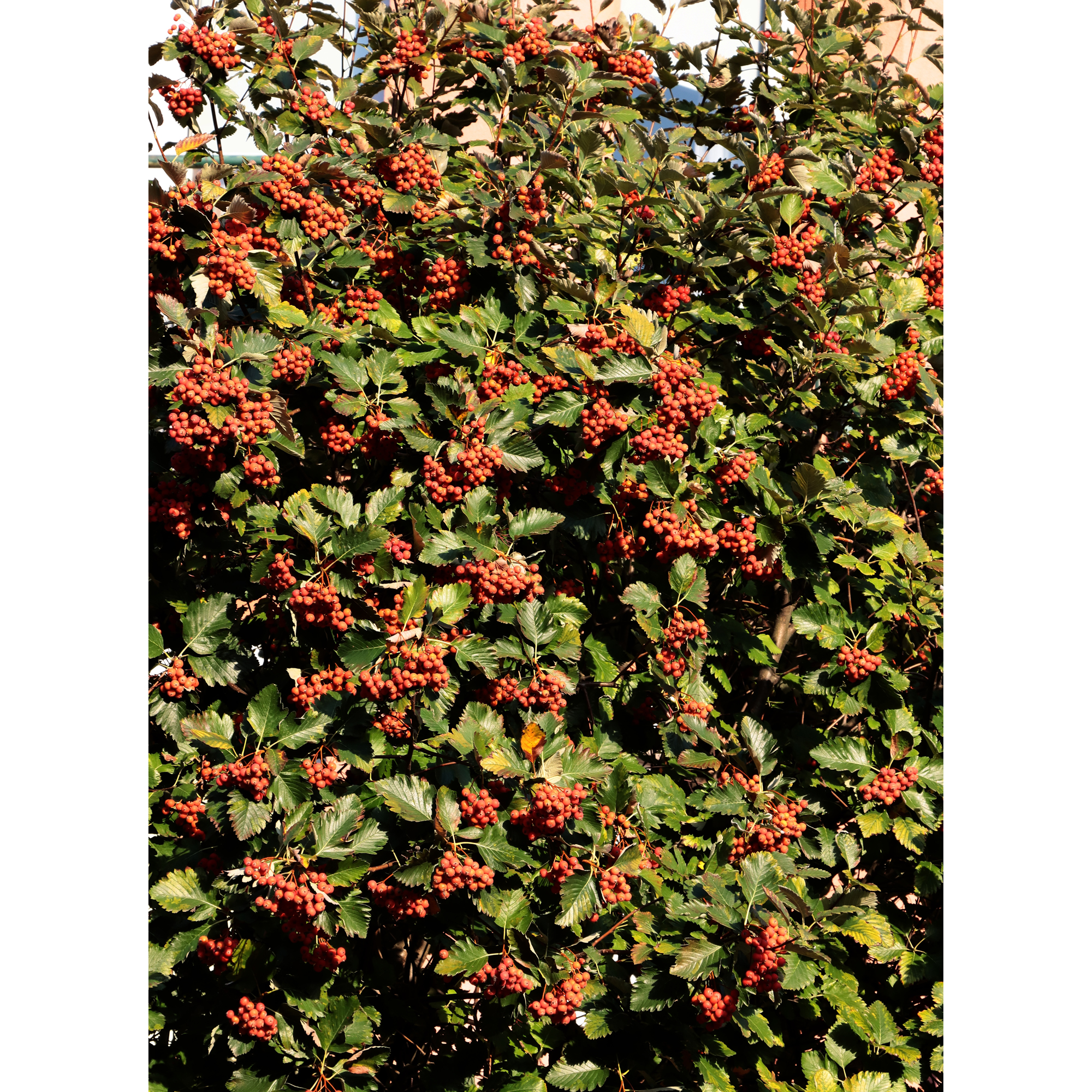 Buske Omnia Garden Oxel 30-50cm Krukodlade