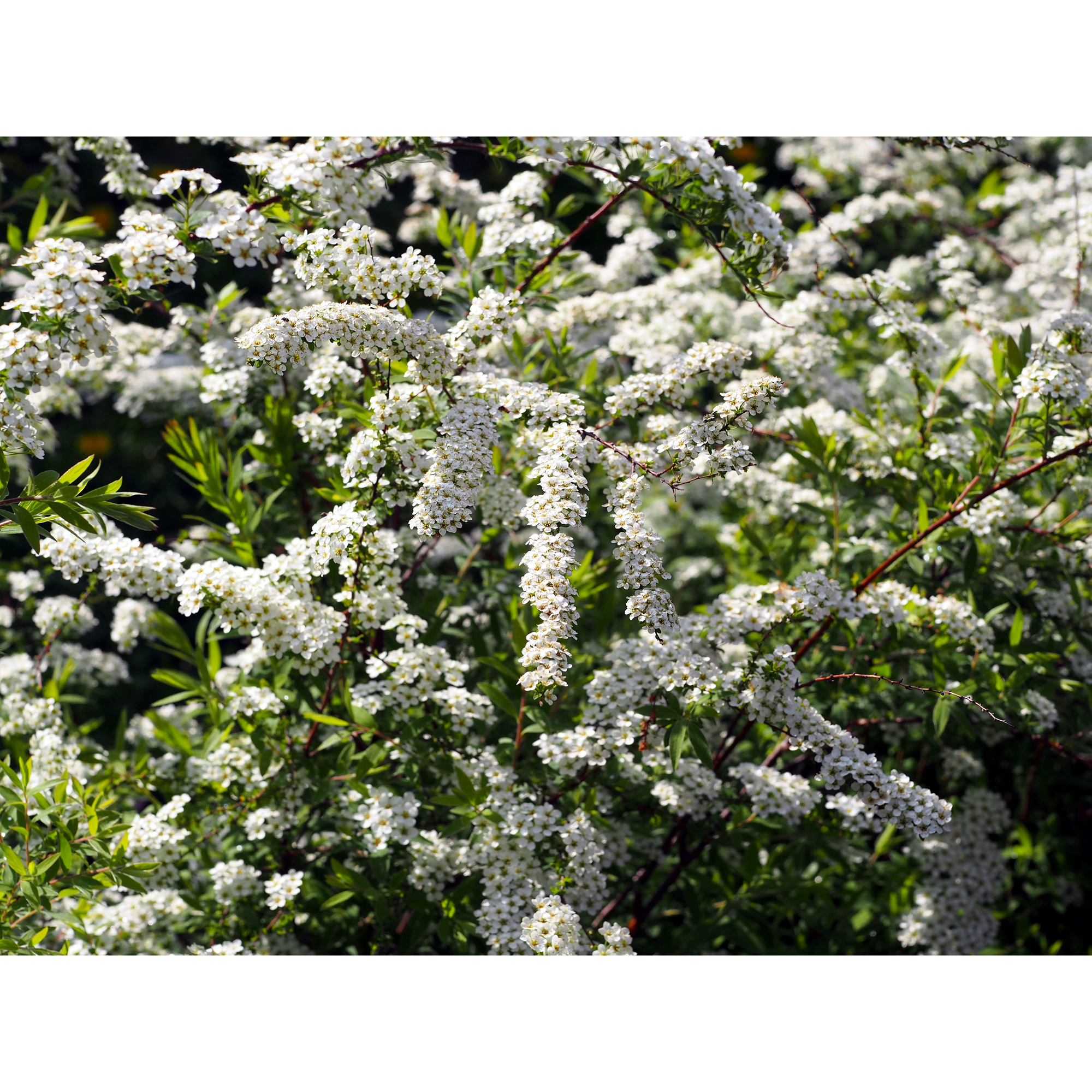 Buske Omnia Garden Norsk Brudspirea 20-40cm Krukodlade