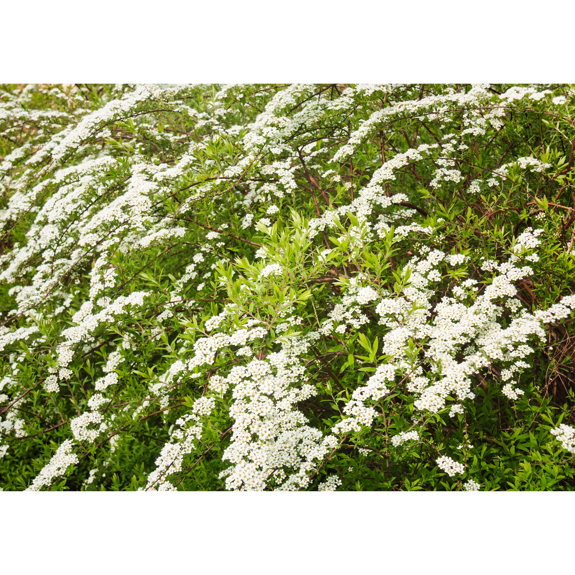 Buske Omnia Garden Norsk Brudspirea 20-40cm Krukodlade