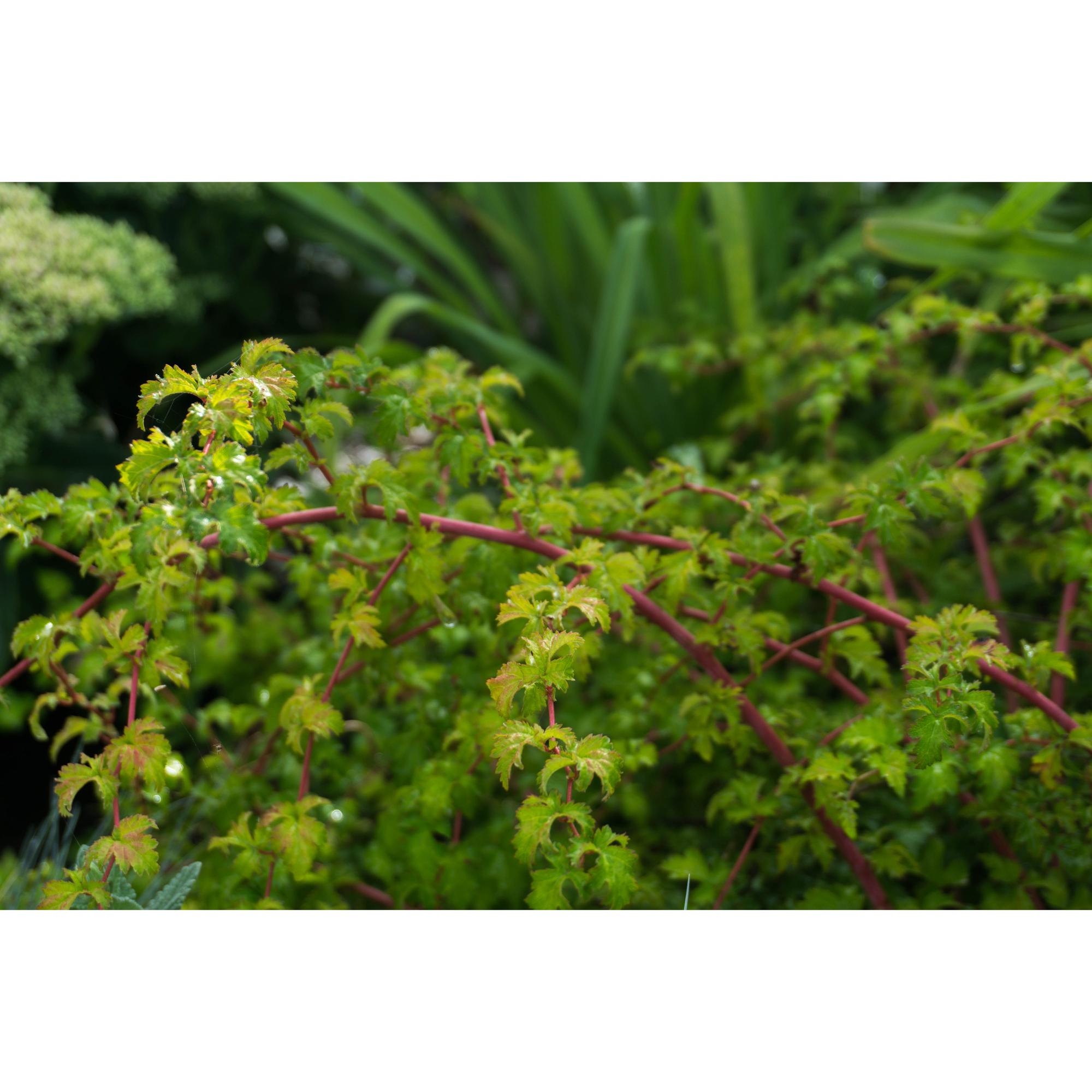 Buske Omnia Garden Stefanandra Krukodlad Liten