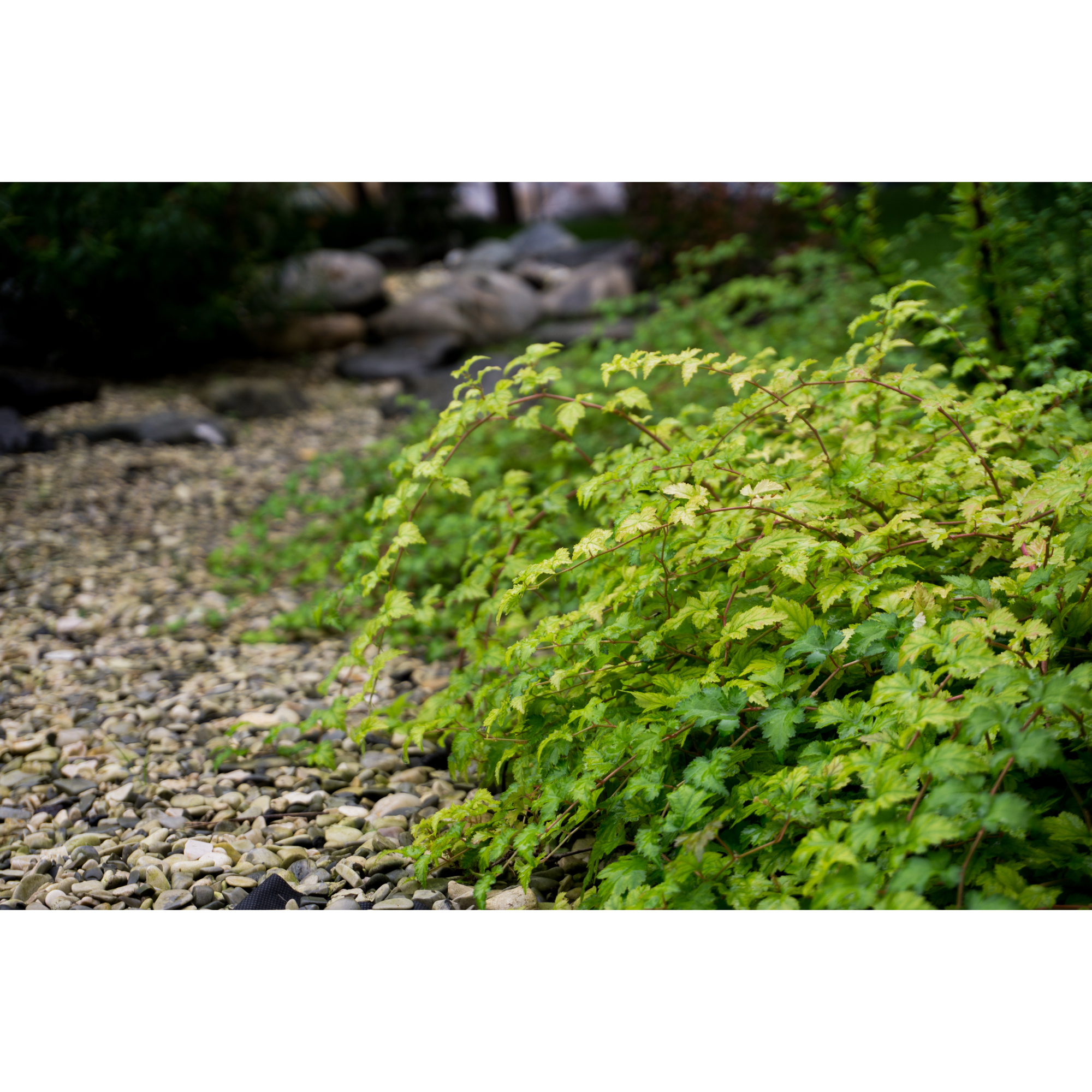 Buske Omnia Garden Stefanandra Krukodlad Liten