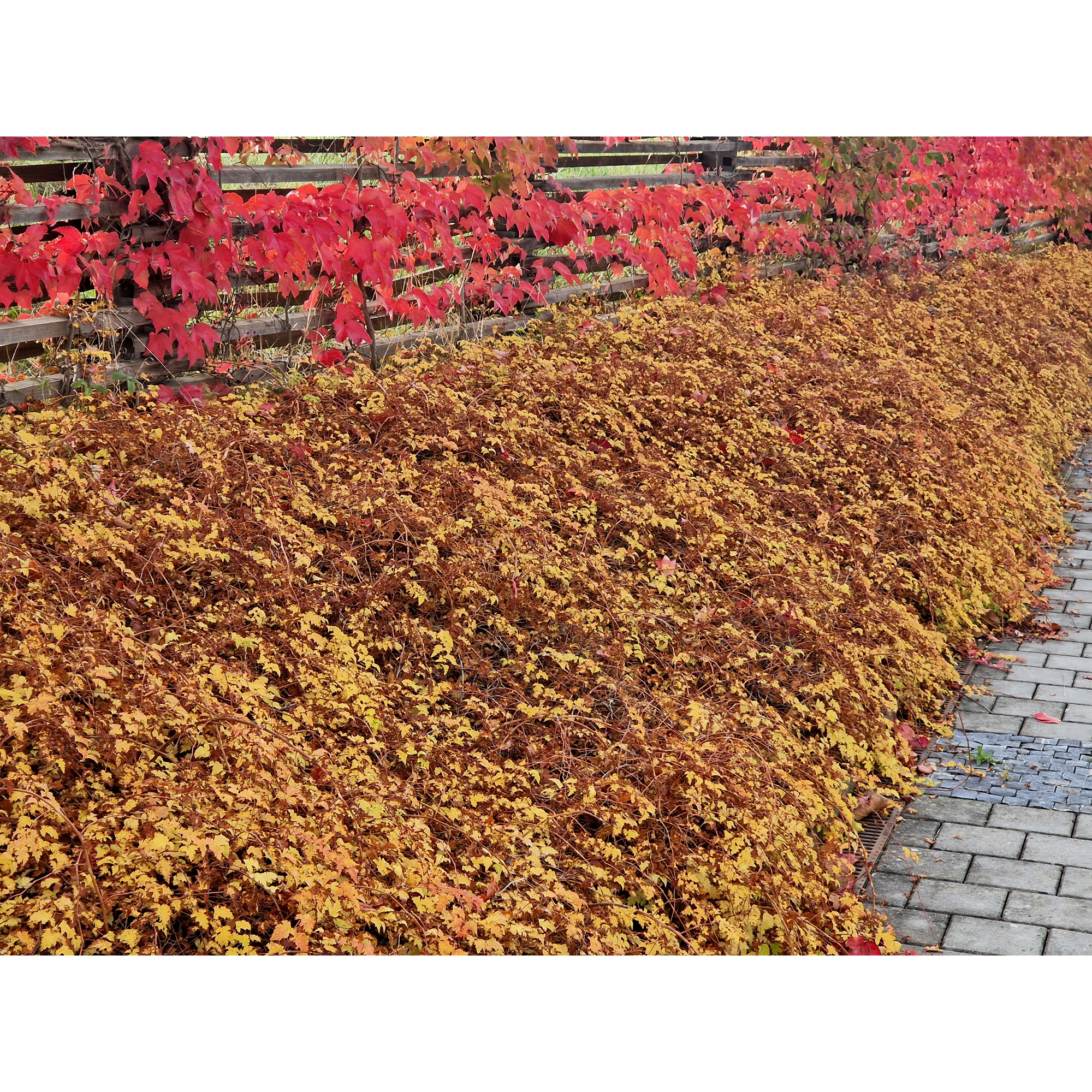 Buske Omnia Garden Stefanandra Krukodlad Liten