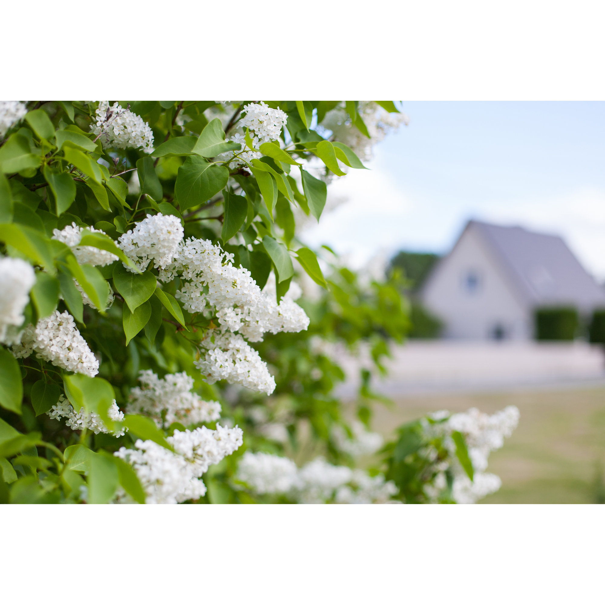 Buske Omnia Garden Syrén Vit 20-40 cm Krukodlade