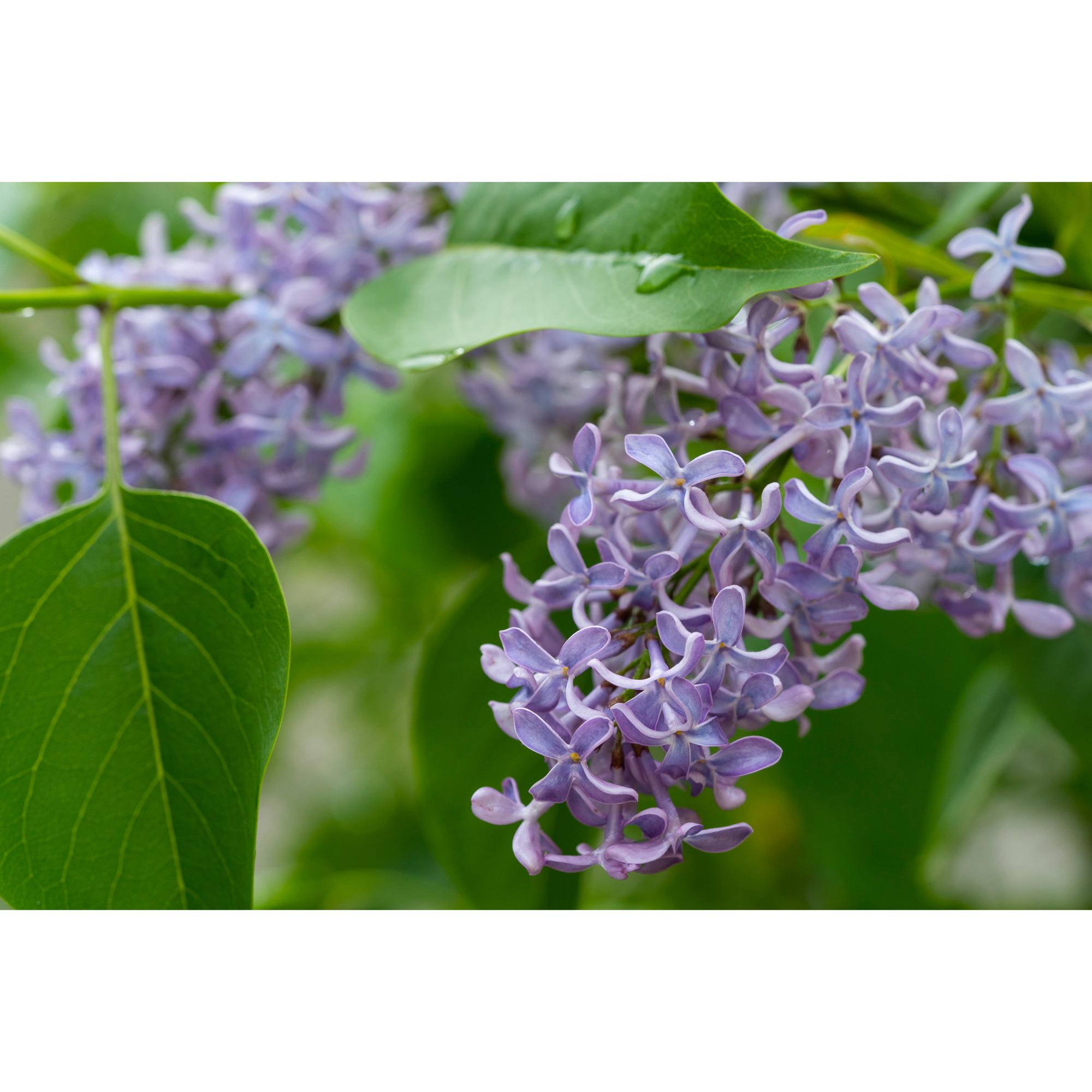 Buske Omnia Garden Syrén 20-40cm Krukodlade