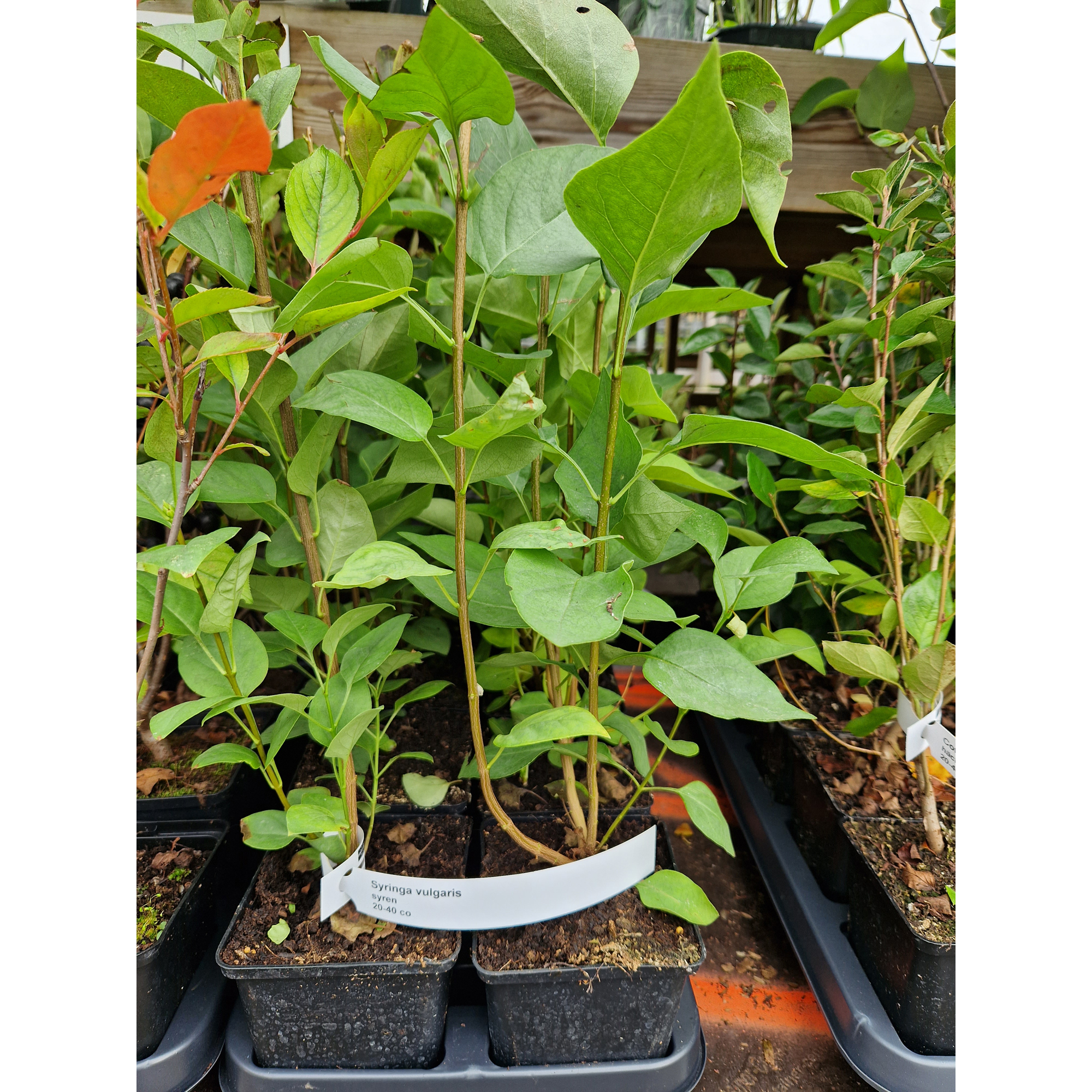 Buske Omnia Garden Syrén 20-40cm Krukodlade