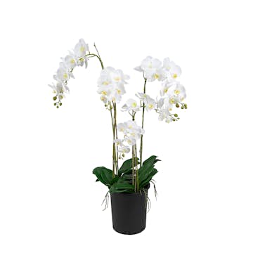 Konstväxt Mr Plant Phalaenopsis 130