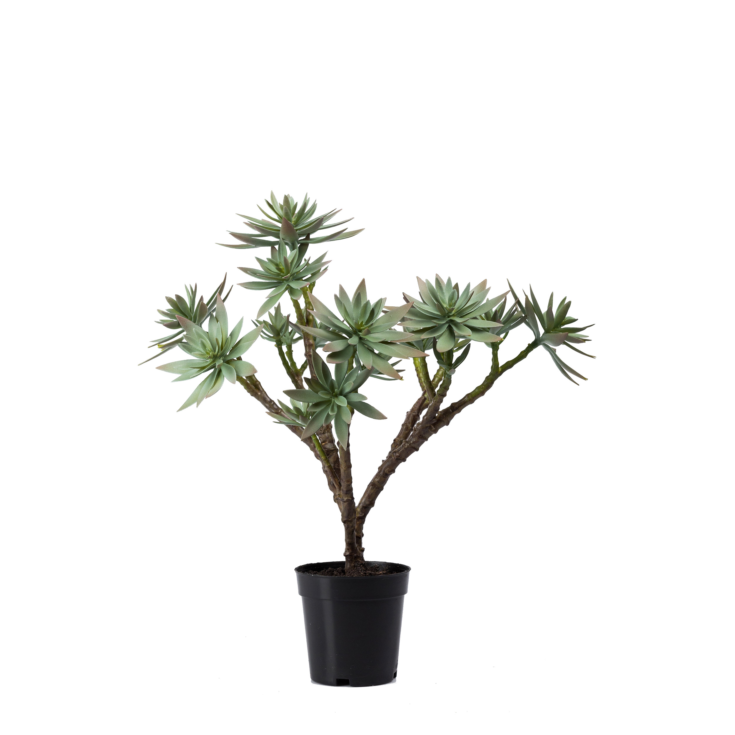 Konstväxt Mr Plant Succulent