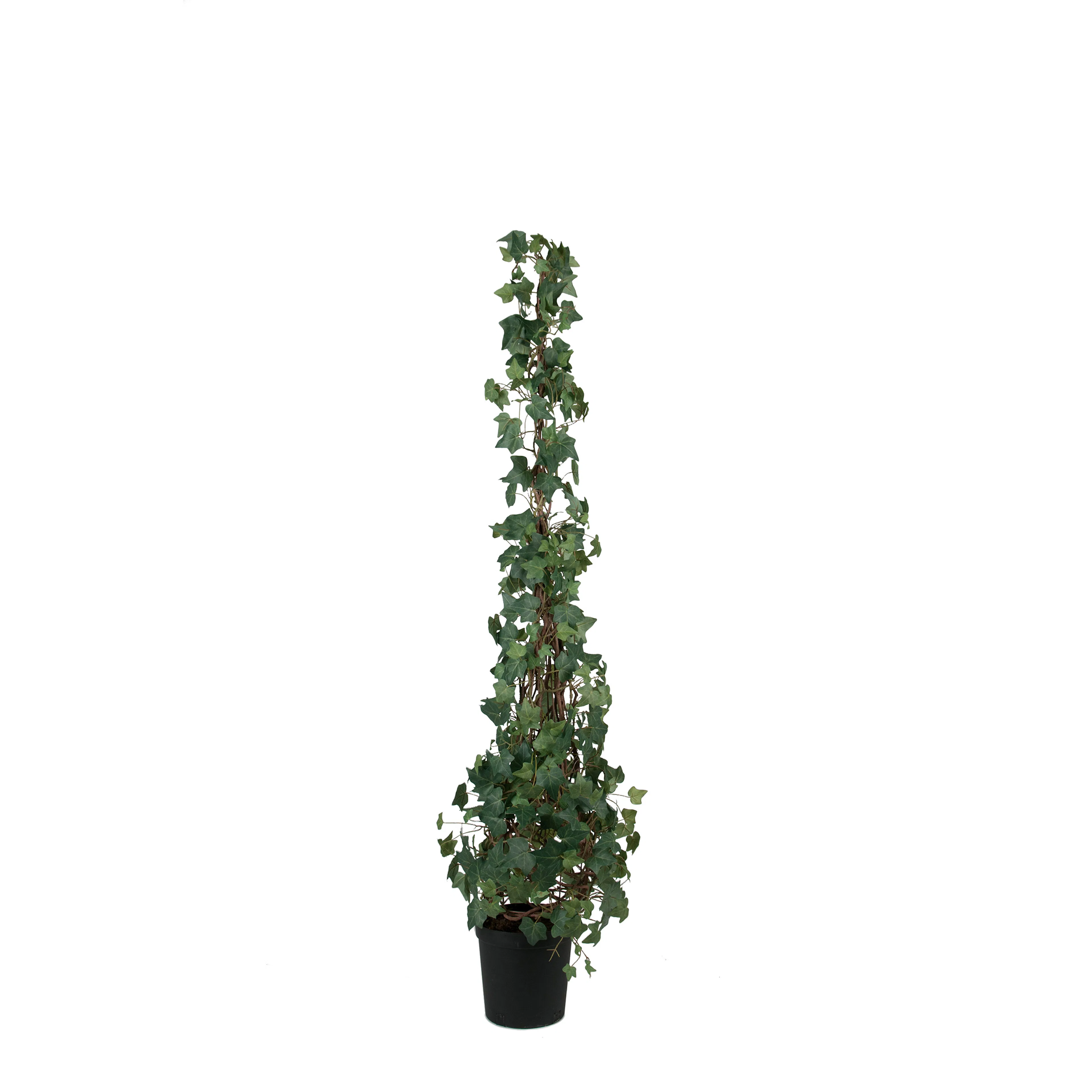Konstväxt Mr Plant Murgröna 150-180