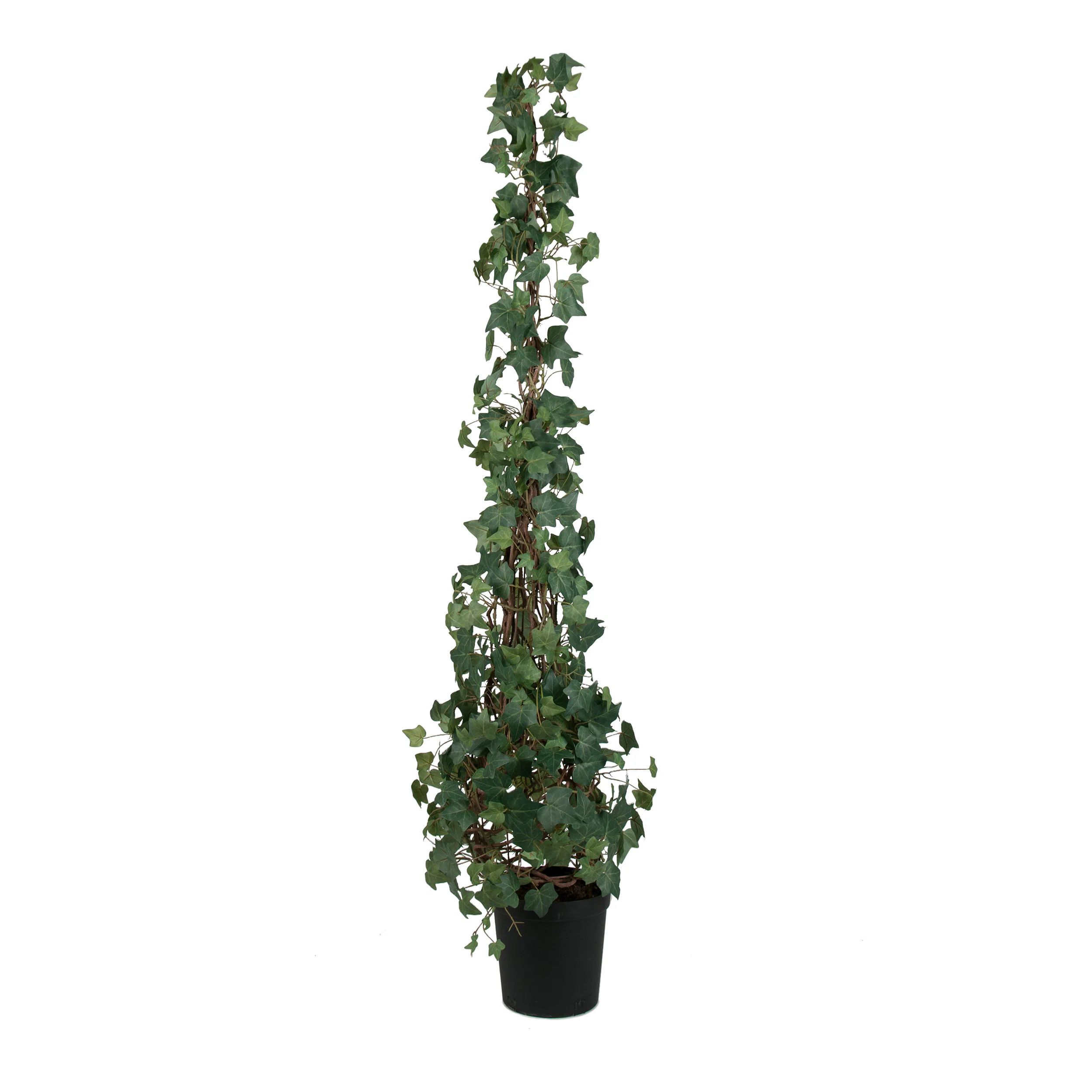 Konstväxt Mr Plant Murgröna 150-180