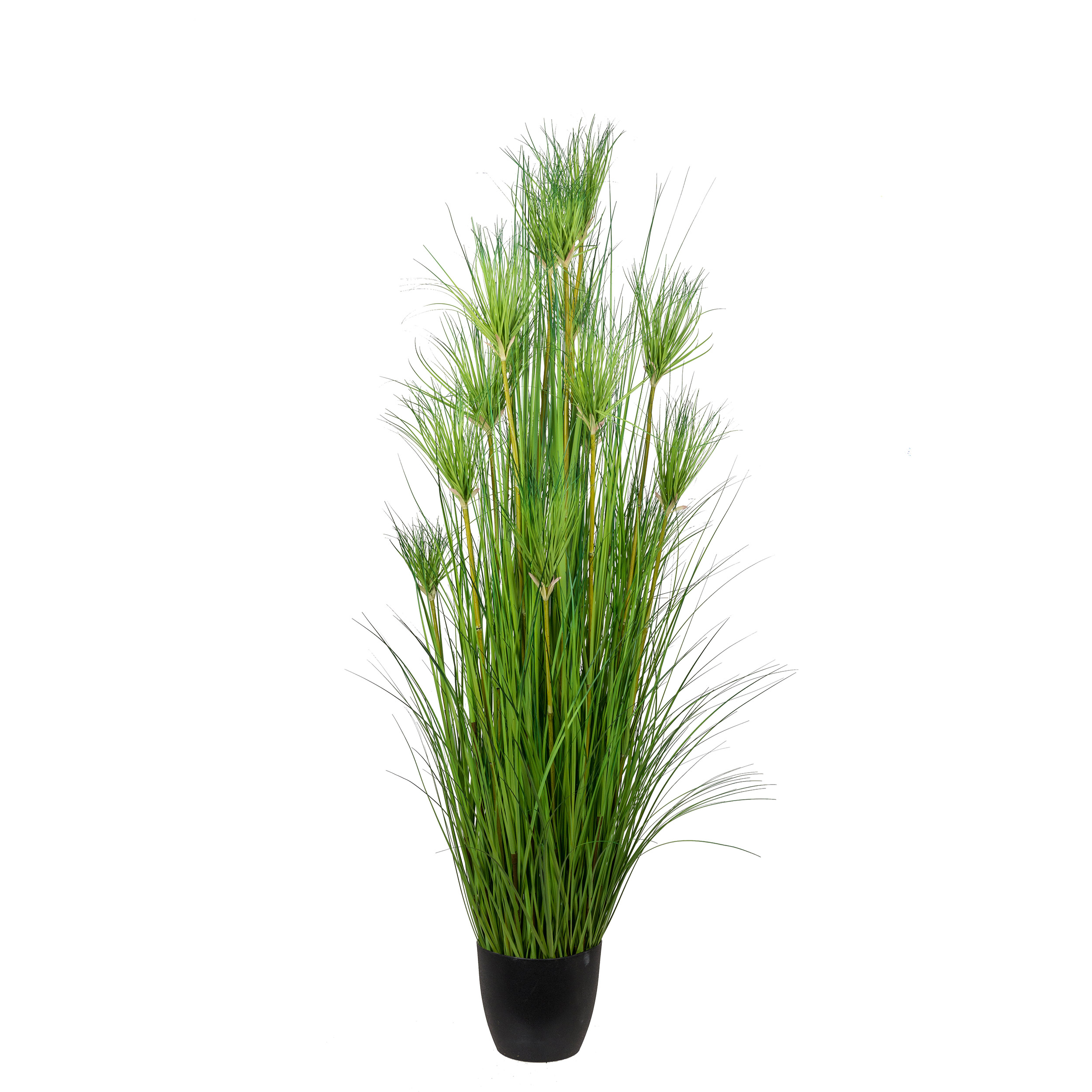 Konstväxt Mr Plant Papyrus H: 180 cm