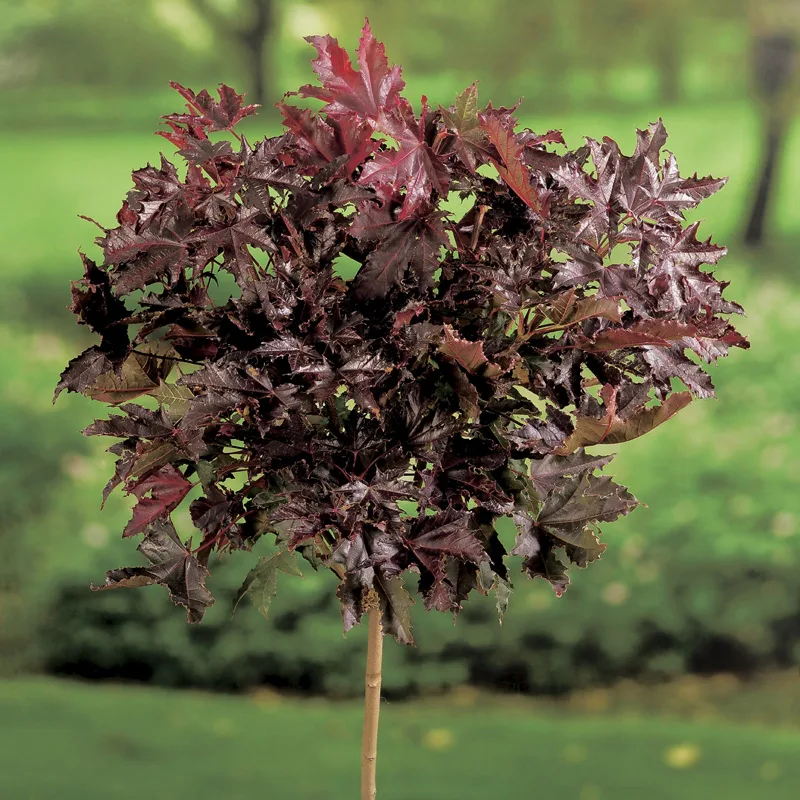 Prydnadsträd Skogslönn Omnia Garden Crimson Sentry