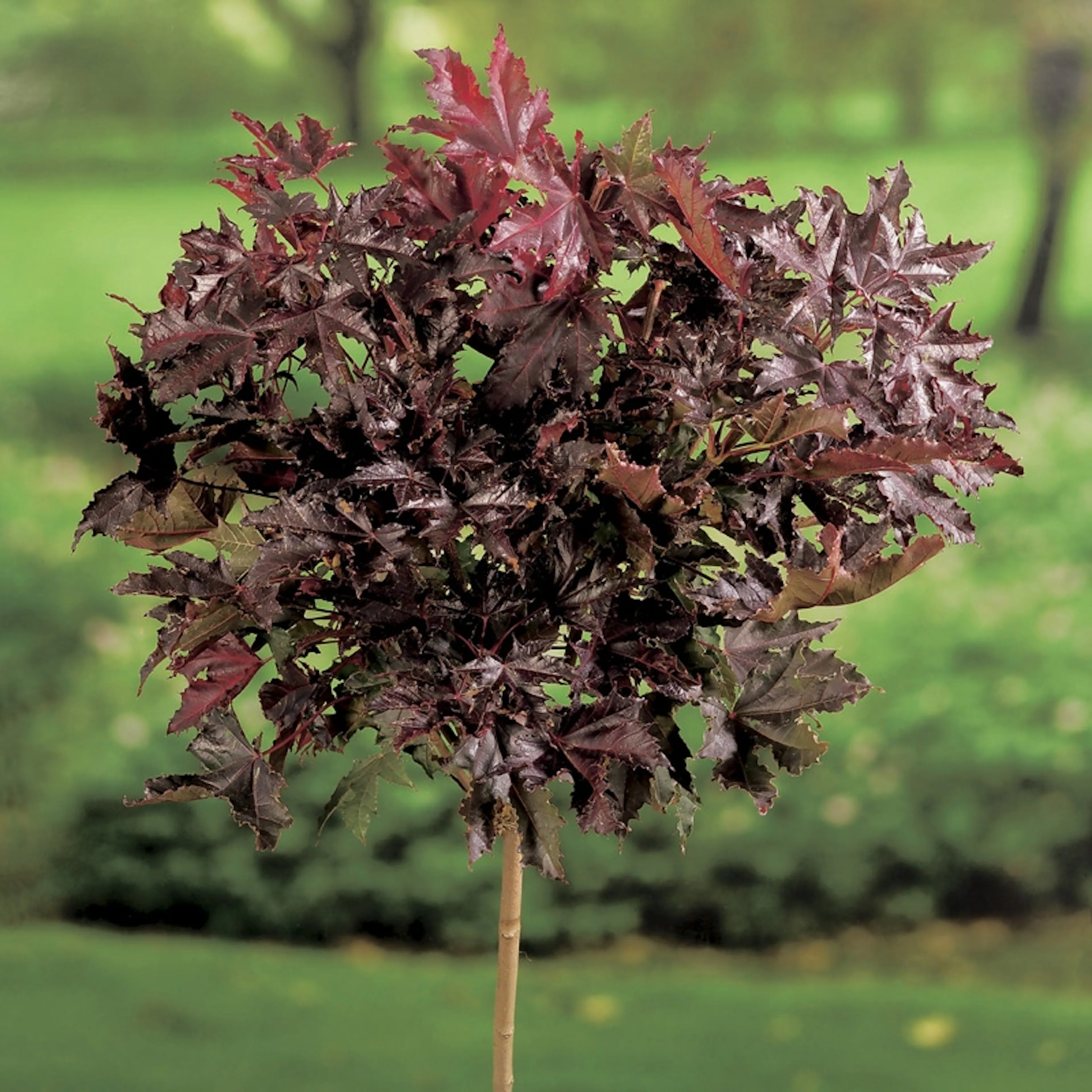 Prydnadsträd Skogslönn Omnia Garden Crimson Sentry