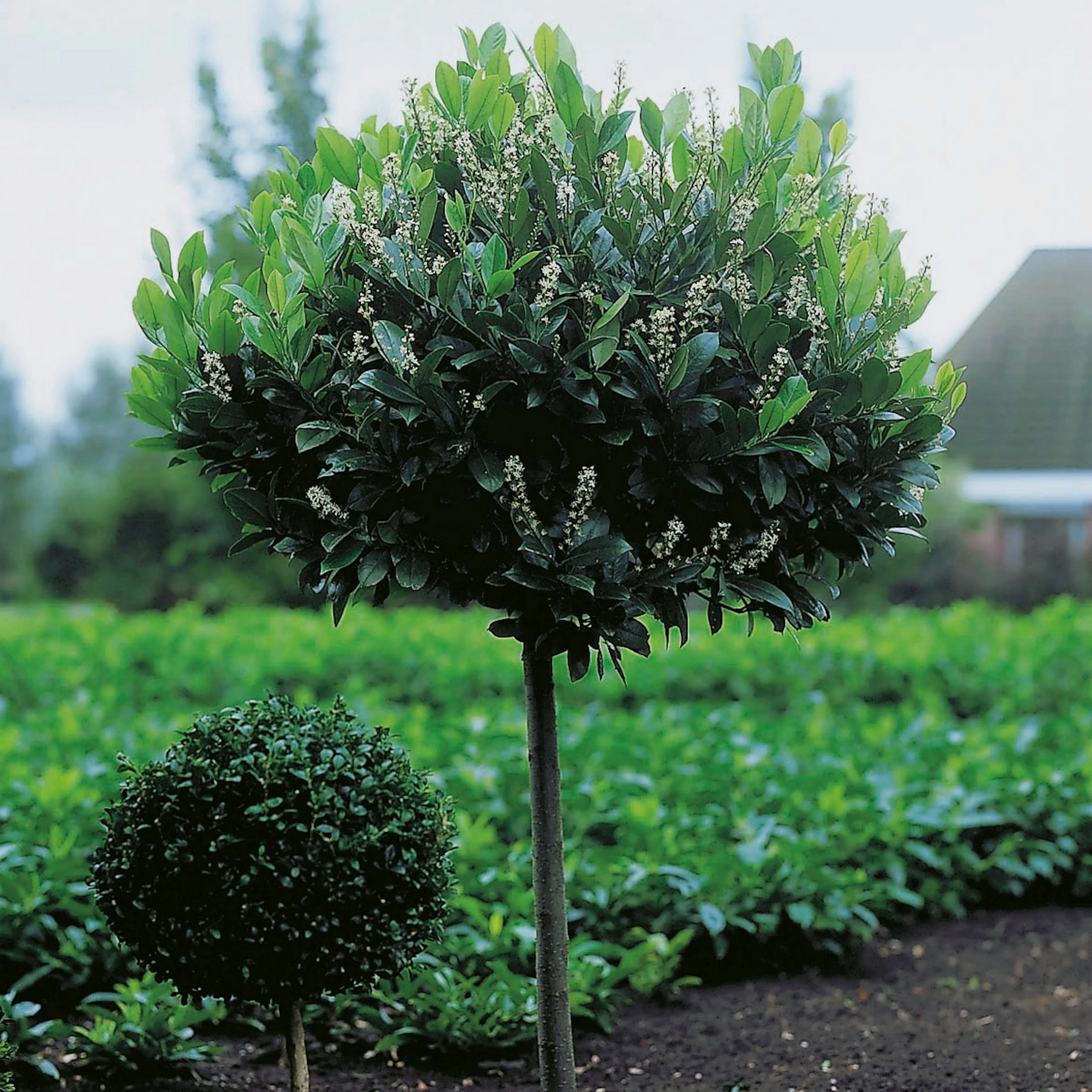Prydnadsträd Omnia Garden Lagerhägg 'Mano' 80-100 cm - Vintergrönt & Doftande Blommor