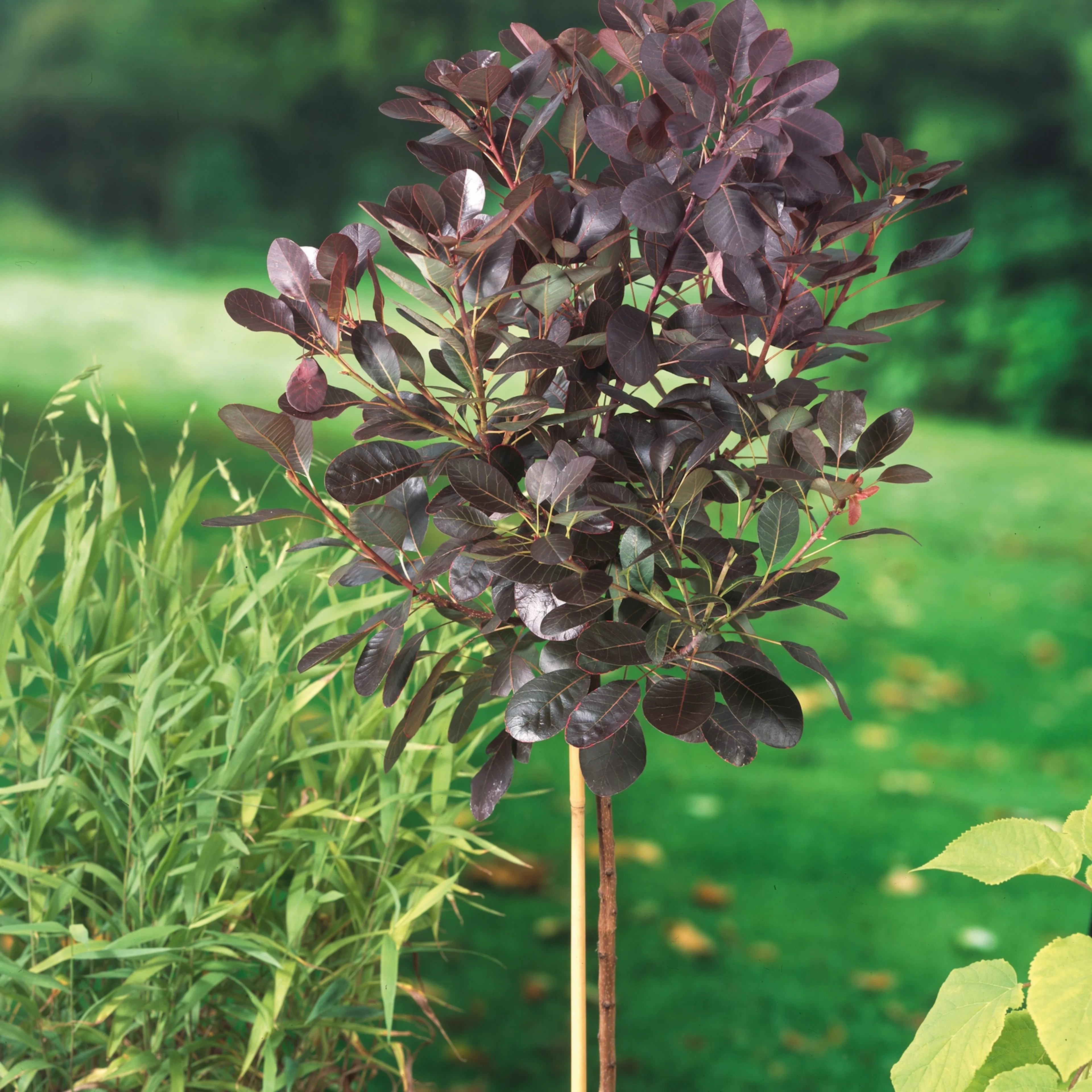 Rödbladig Perukbuske Omnia Garden Royal Purple