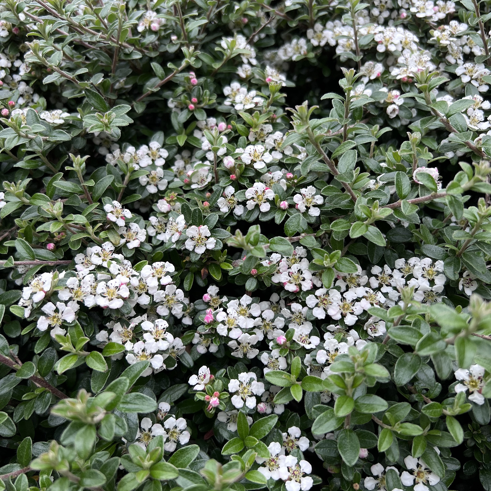 Häck Omnia Garden Svenskt Parkoxbär Coral Beauty