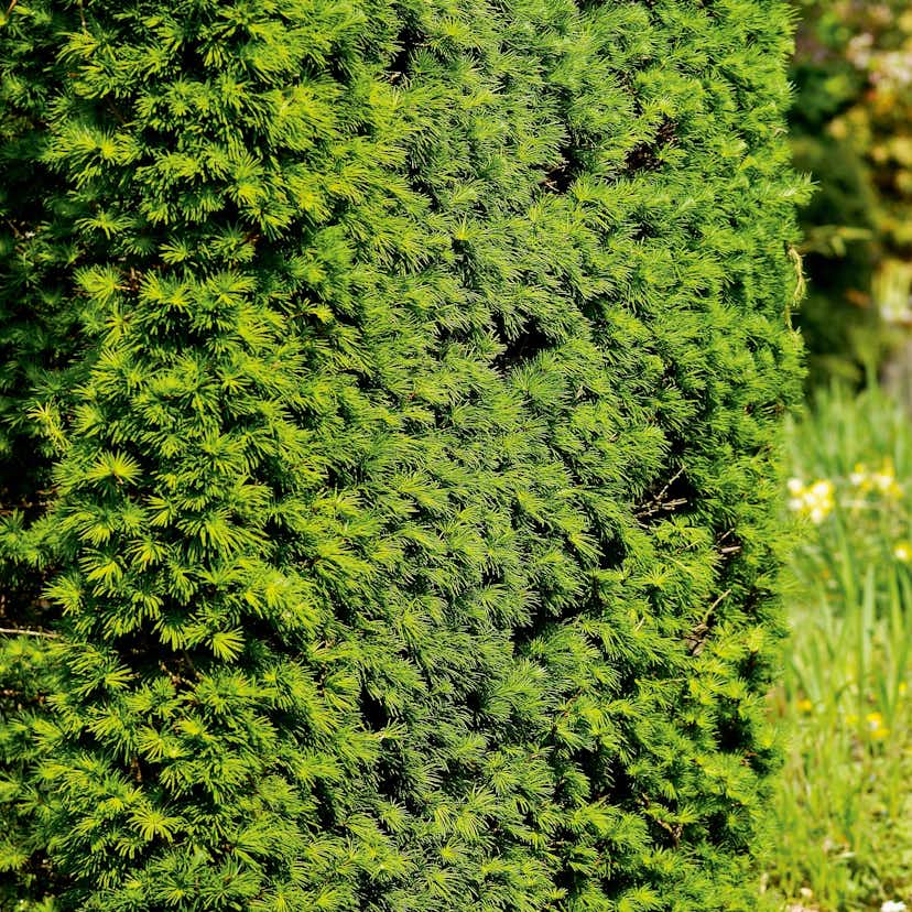 Omnia Garden Häck Japansk Lärk Larix kaempferi, 50-80 cm 10-pack 101466-10