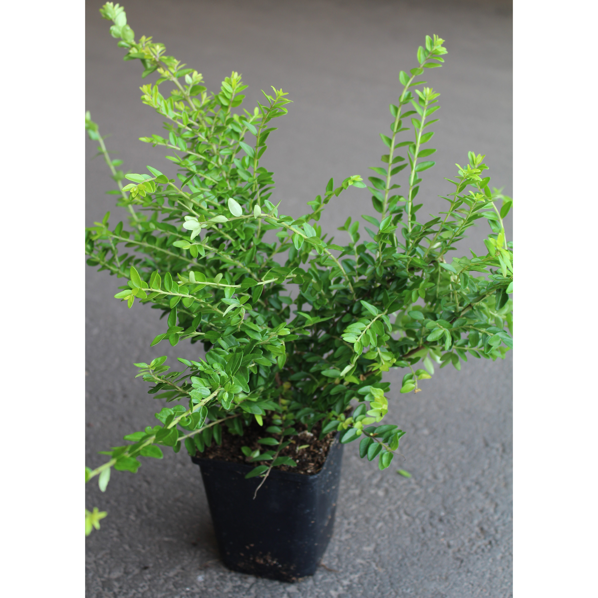 Prydnadsbuske Omnia Garden Myrtentry