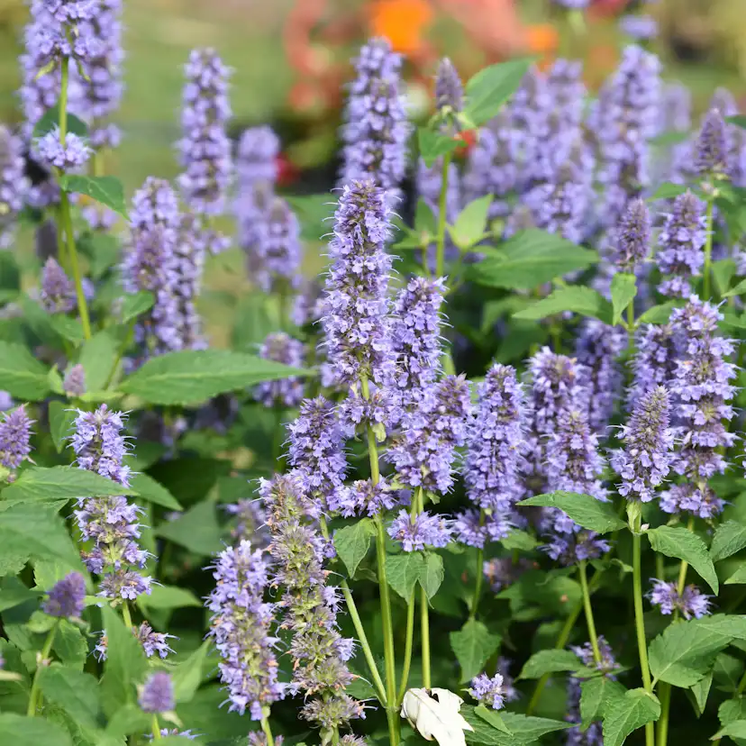 Anisört Omnia Garden Blue Fortune