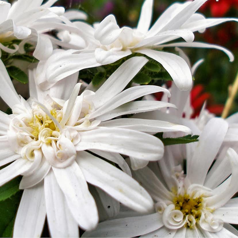 Perenn Omnia Garden Skogsaster Vit 15-pack