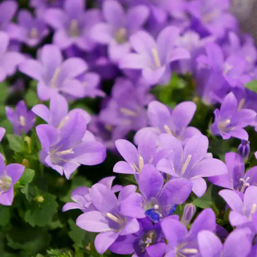 Perenn Omnia Garden Murklocka