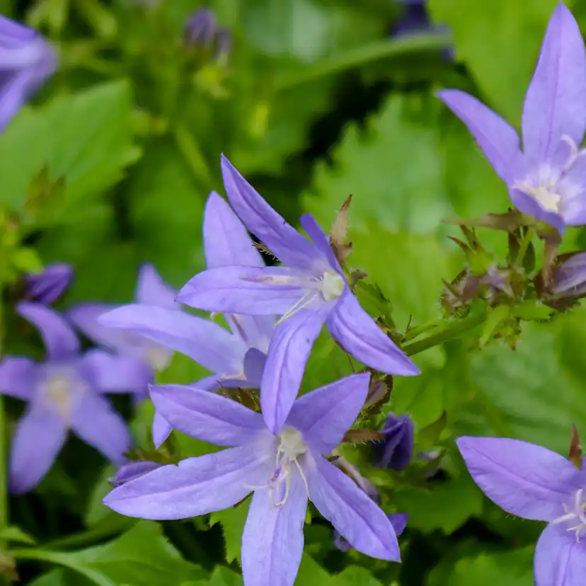 Perenn Omnia Garden Stjärnklocka Stella