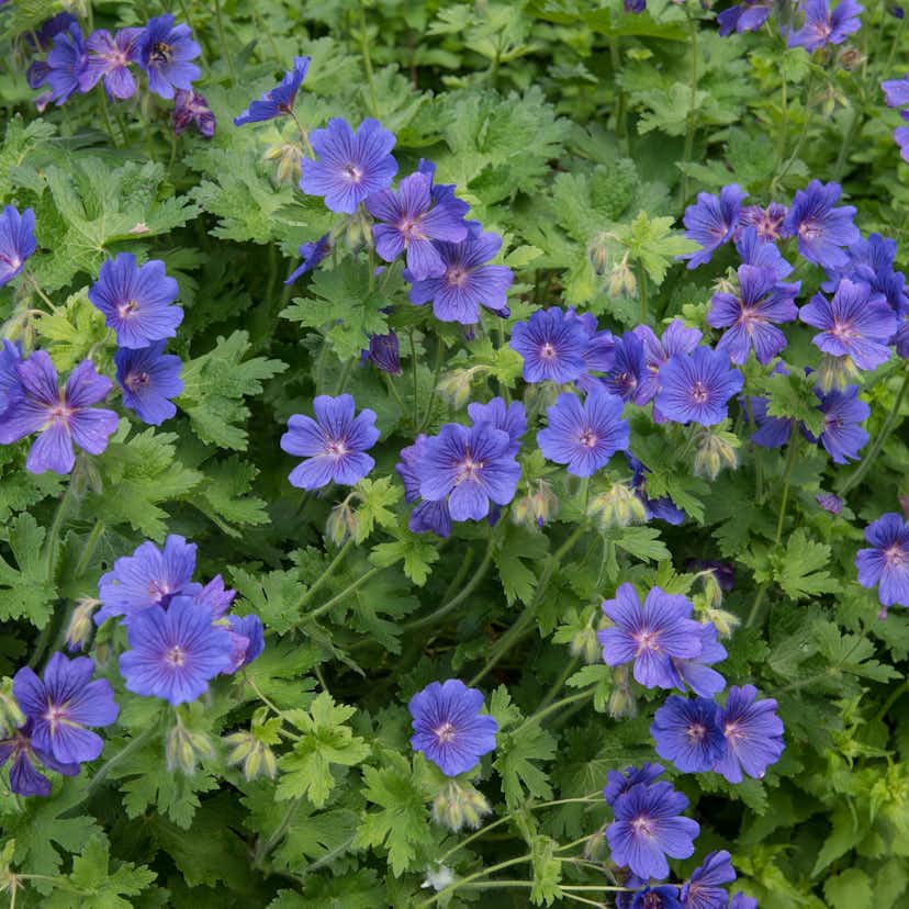 Kungsnäva Omnia Garden 15-pack