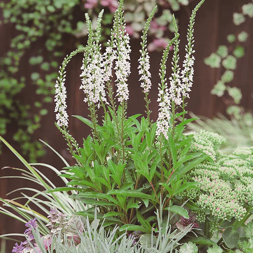 Perenn Omnia Garden Bäcklysing Autumn Snow 6-pack