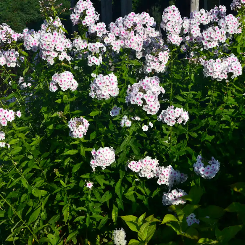 Perenn Omnia Garden Höstflox Ingeborg Från Nybro