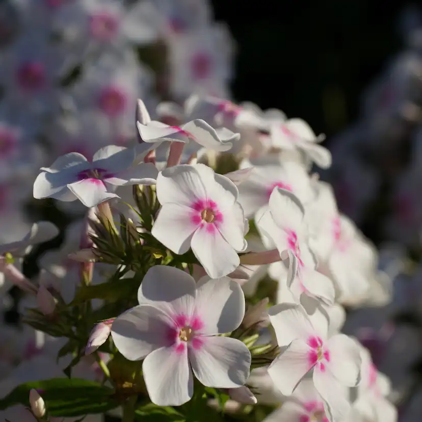Perenn Omnia Garden Höstflox Ingeborg Från Nybro