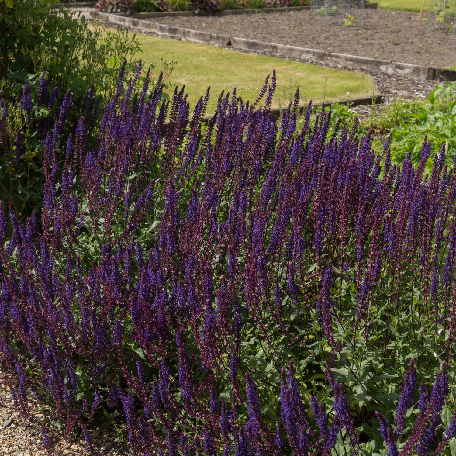 Perenn Omnia Garden Stäppsalvia Mainacht