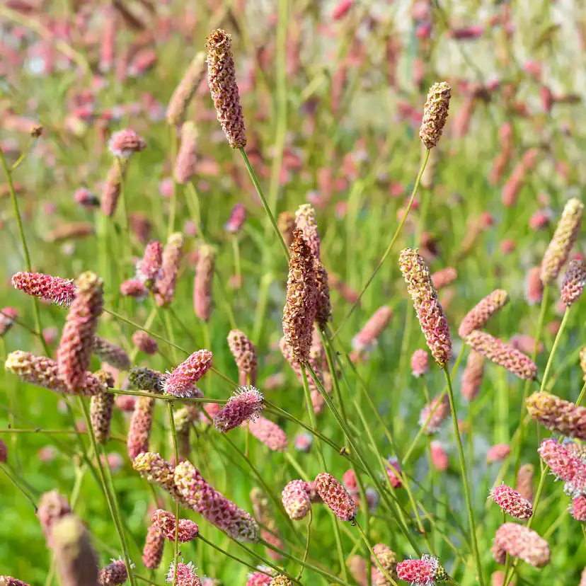 Perenn Omnia Garden Blodtopp Pink Tanna