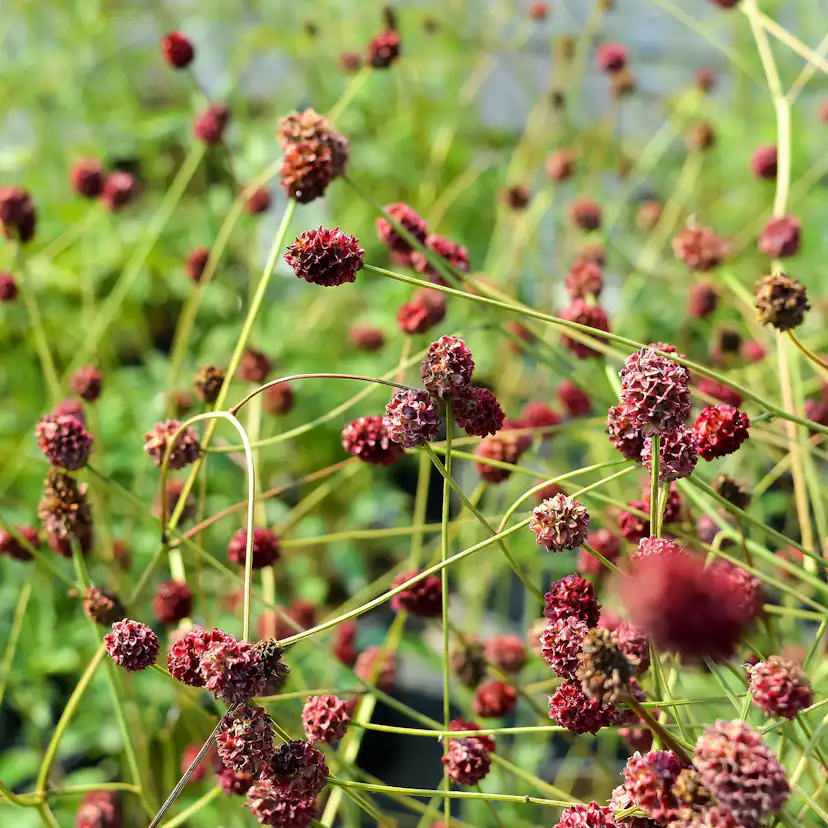 Perenn Omnia Garden Blodtopp Tanna