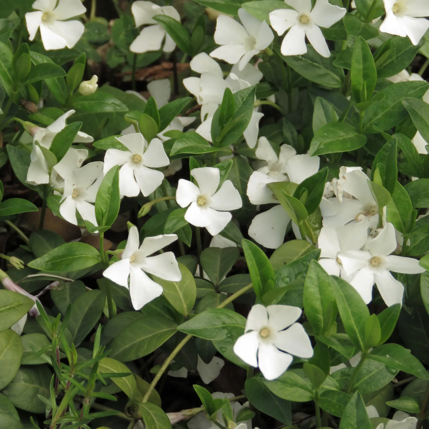 Vintergröna Omnia Garden Alba