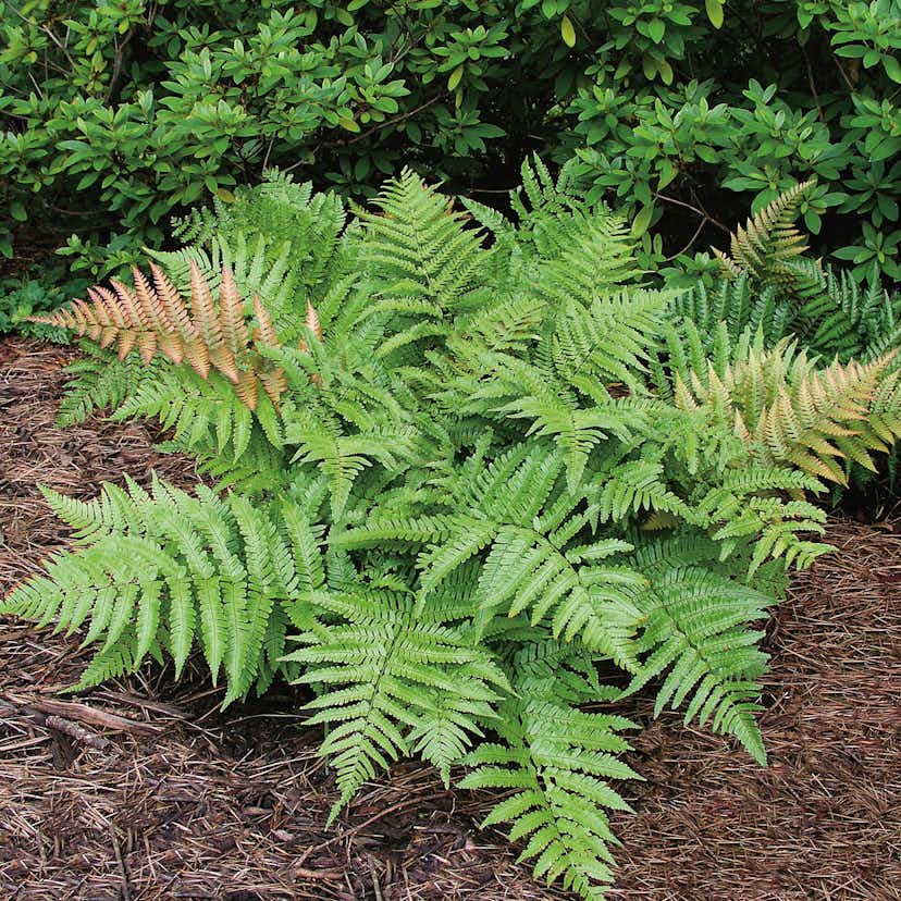 Prydnadsbuske Bronsbräken Omnia Garden 6-pack