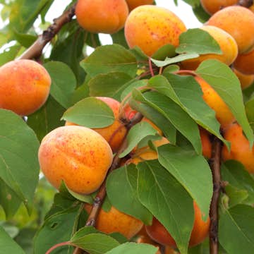 Aprikosträd Omnia Garden Orangered