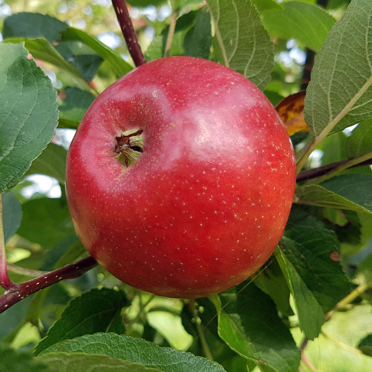 Äppleträd Omnia Garden Folke E
