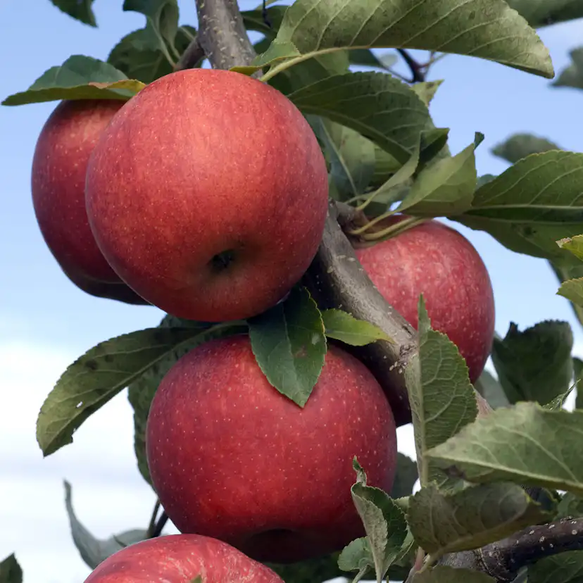 Äppleträd Omnia Garden Röd Melba