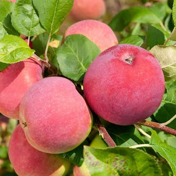 Äppleträd Omnia Garden Röd Melba