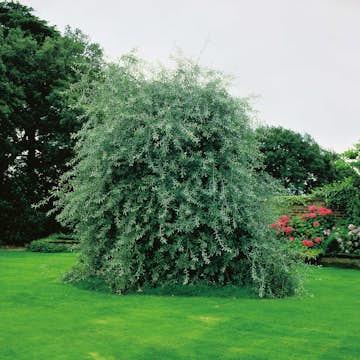 Prydnadsträd Silverpäron @Plant 60 cm
