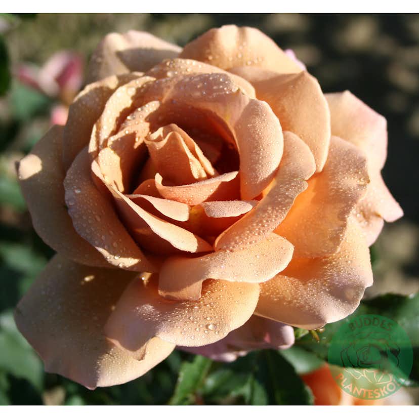 Rosor Omnia Garden Koko Loko 5-pack