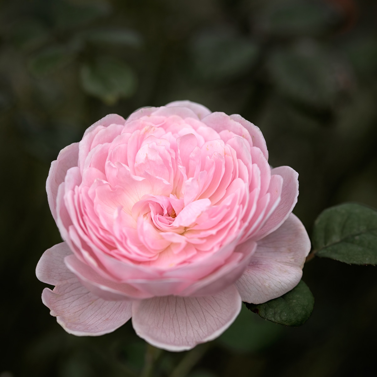 Flerblommig Buskros Omnia Garden Queen Of Sweden