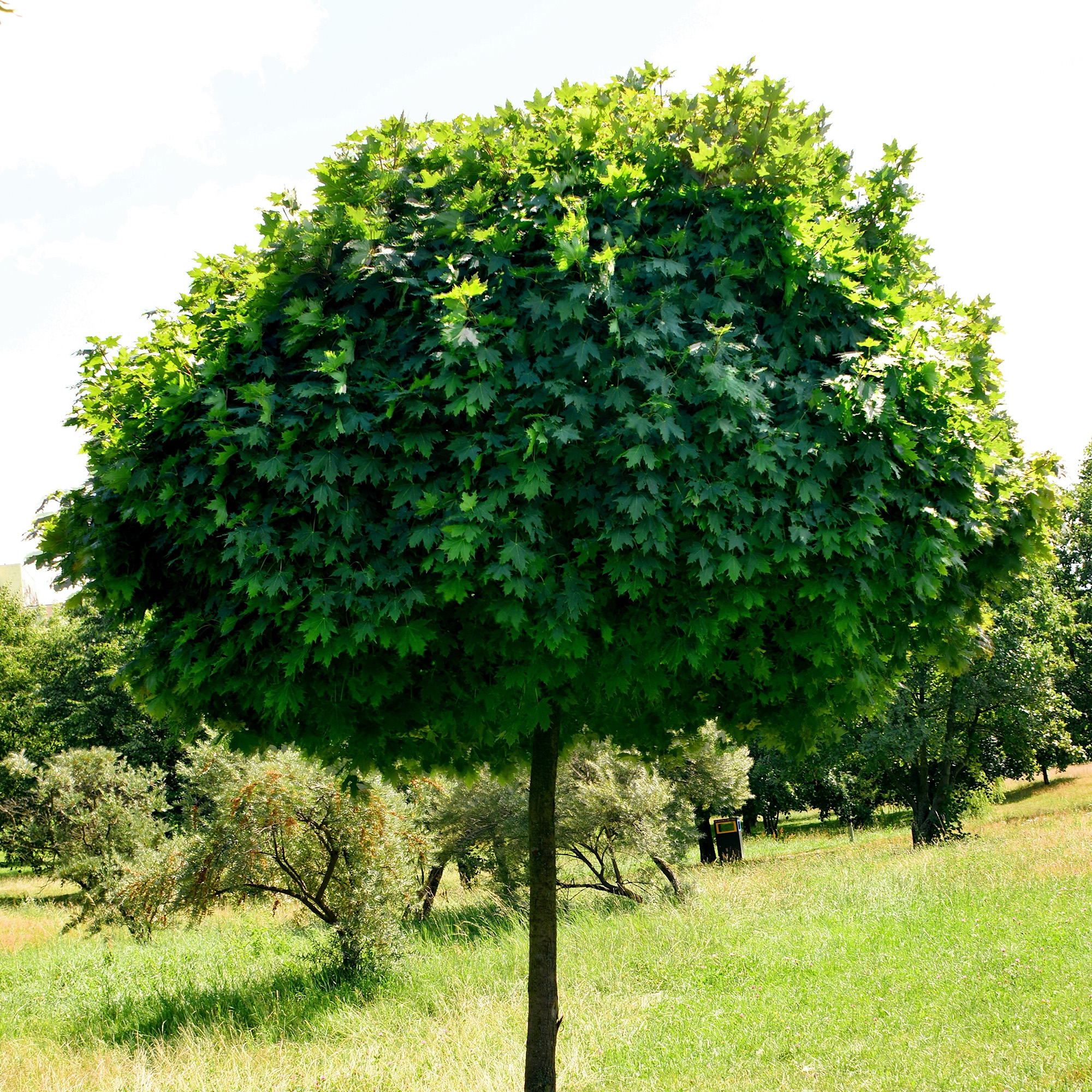 Prydnadsträd Omnia Garden Klotlönn, Grönt Lövverk & Gul Blomning, 8-10cm