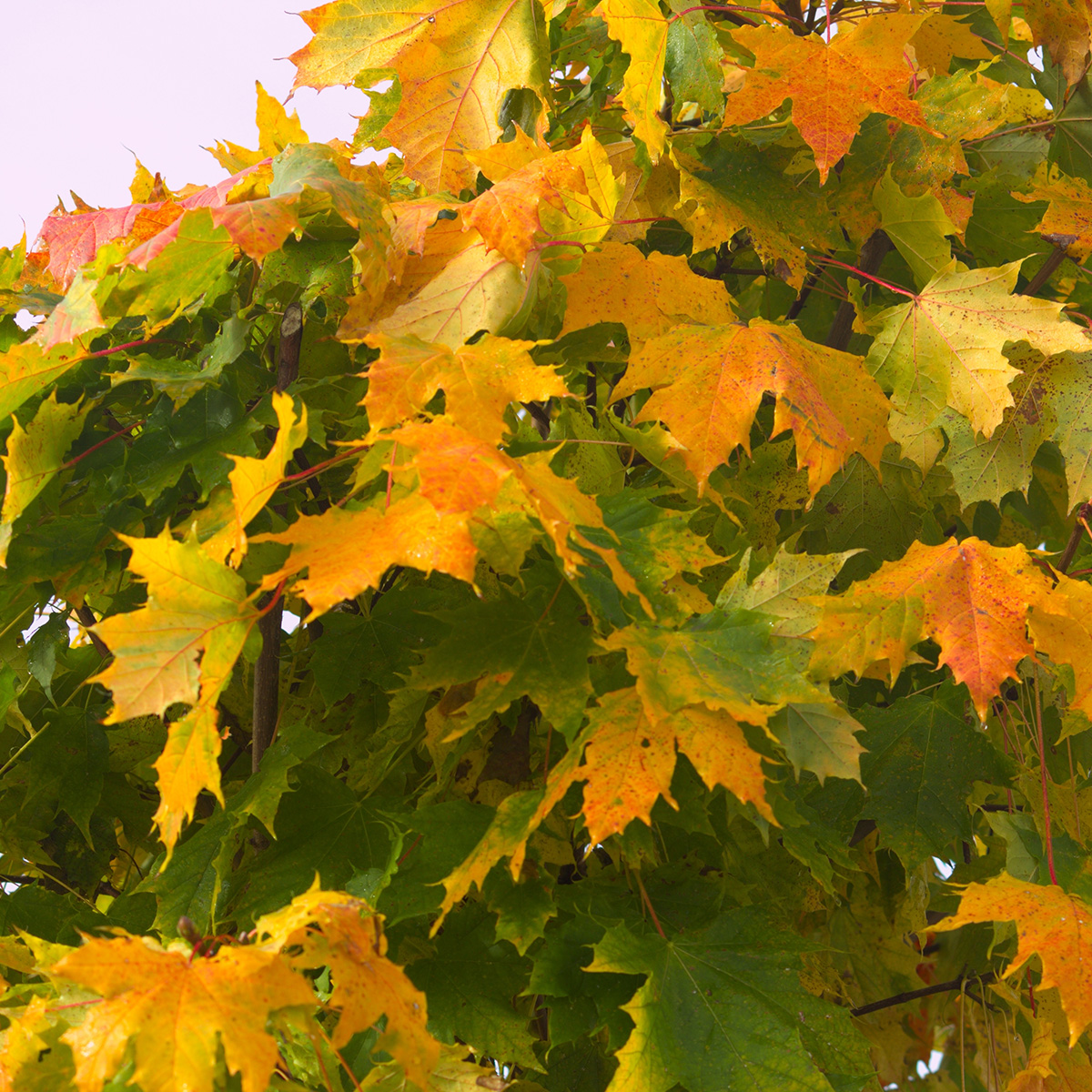 Prydnadsträd Omnia Garden Klotlönn, Grönt Lövverk & Gul Blomning, 8-10cm