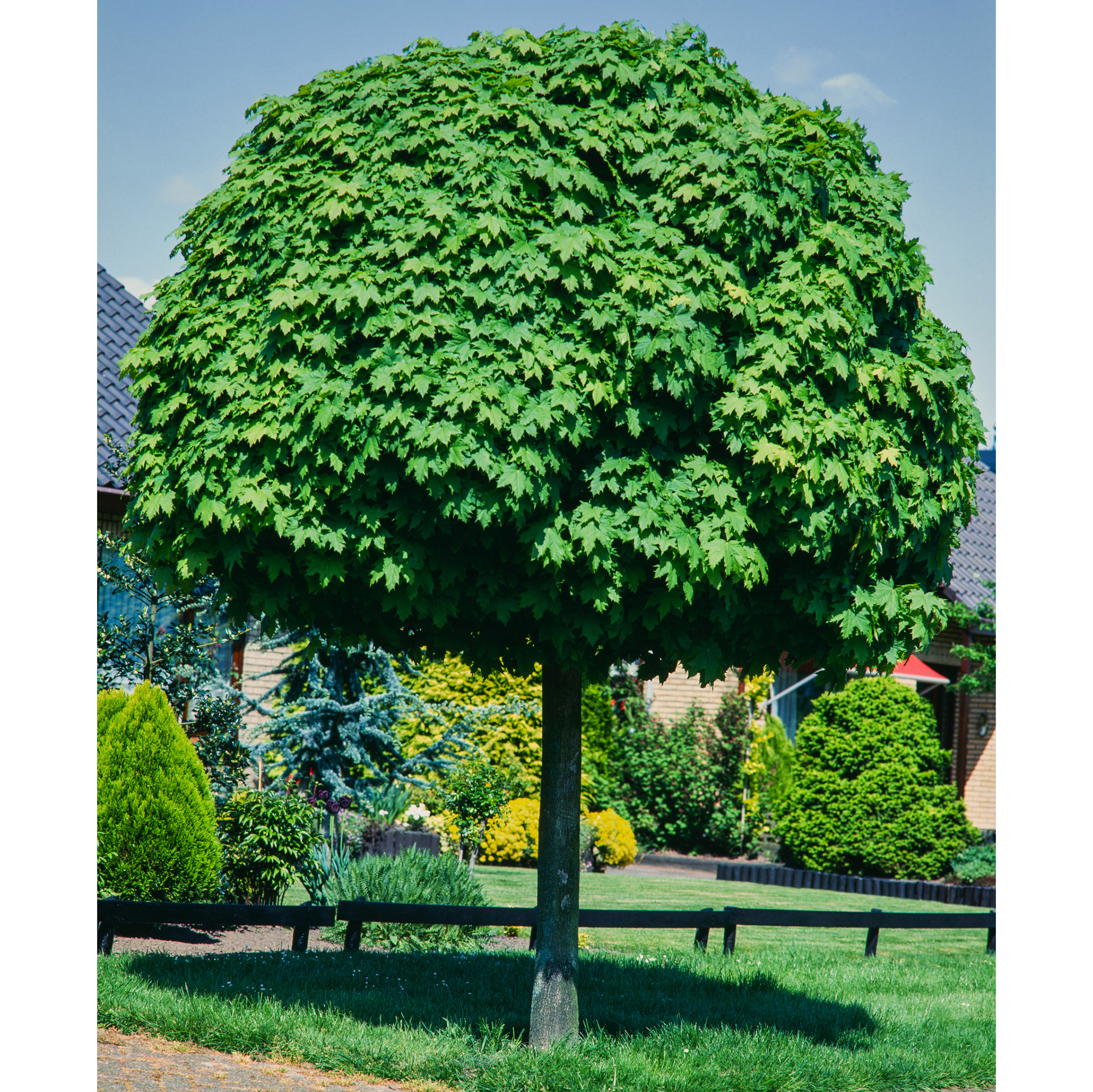 Prydnadsträd Omnia Garden Klotlönn, Grönt Lövverk & Gul Blomning, 8-10cm