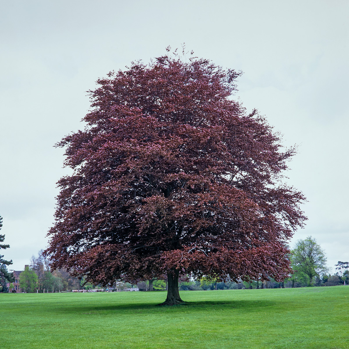 Prydnadsträd Omnia Garden Blodbok
