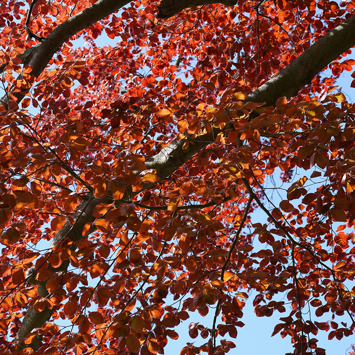 Prydnadsträd Omnia Garden Blodbok