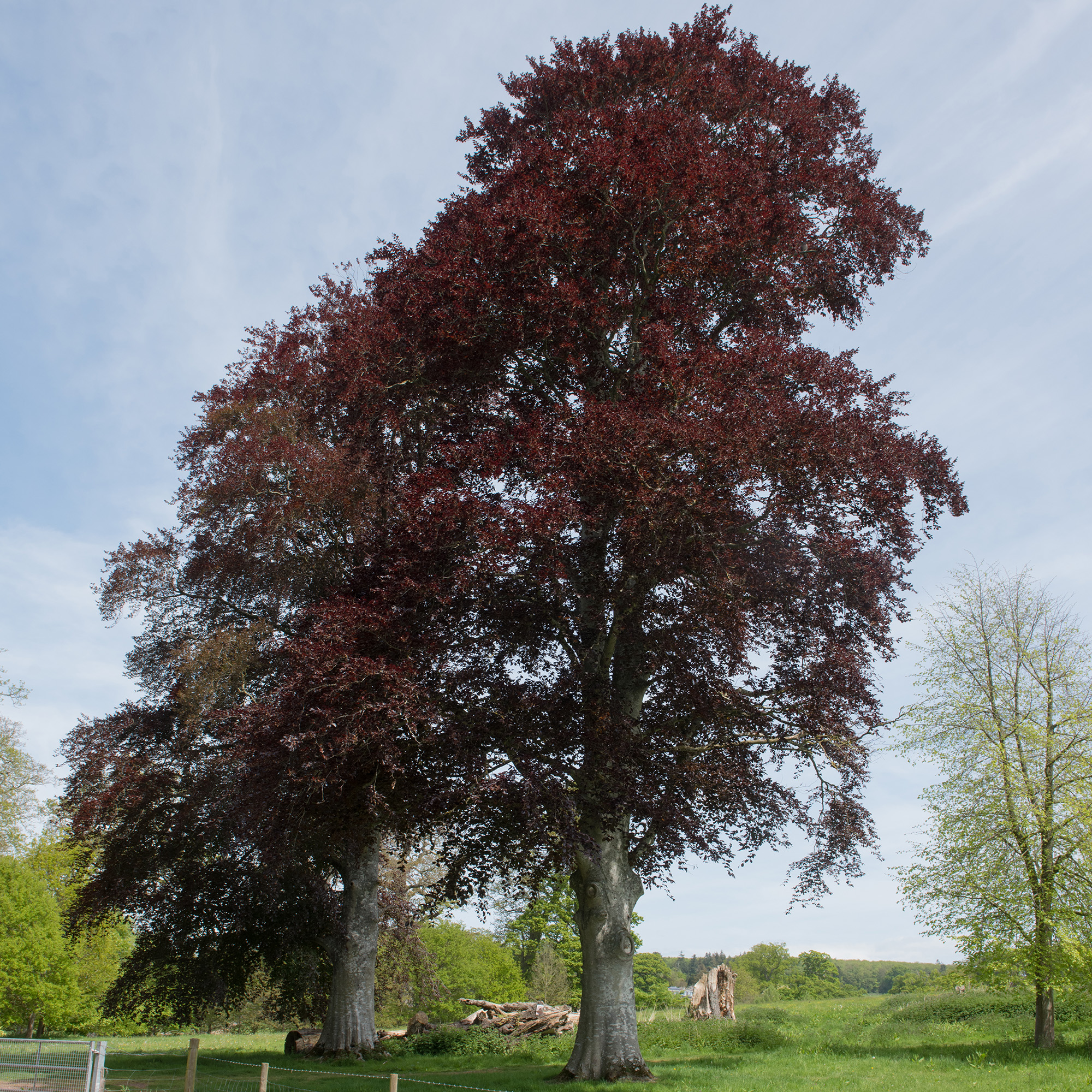 Prydnadsträd Omnia Garden Blodbok