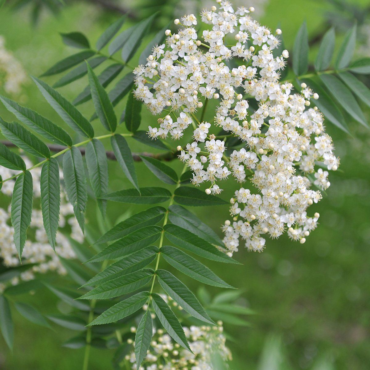 Prydnadsträd Omnia Garden Ullungrönn Dodong
