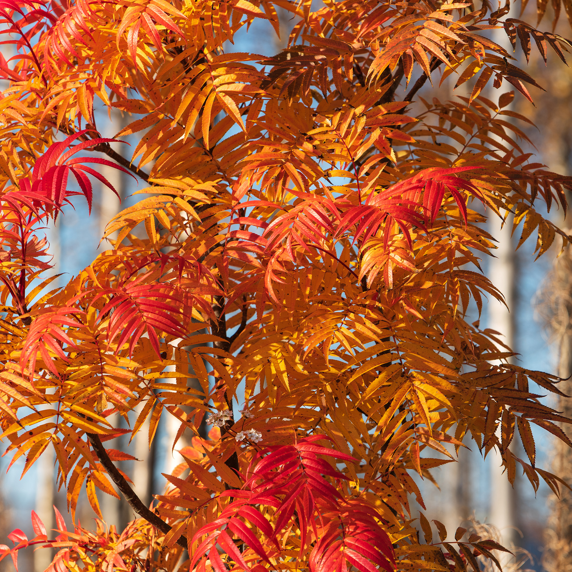 Prydnadsträd Omnia Garden Ullungrönn Dodong