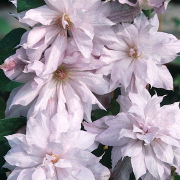 Klätterväxt Omnia Garden Klematis Jackmanii Alba Storblommiga
